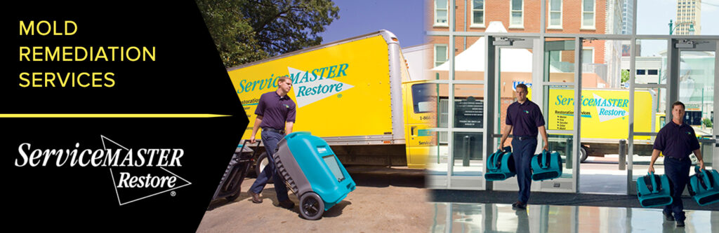 Mold Remediation Chicago